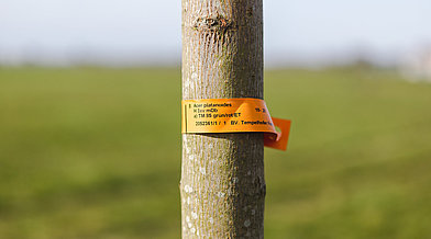 Ein Baumstamm mit einer Informationsetikette